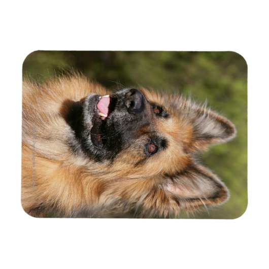 Langhaariger Deutscher Schäferhund 1 Magnet (Horizontal)