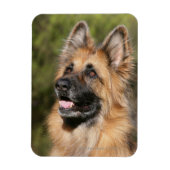 Langhaariger Deutscher Schäferhund 1 Magnet (Vertikal)