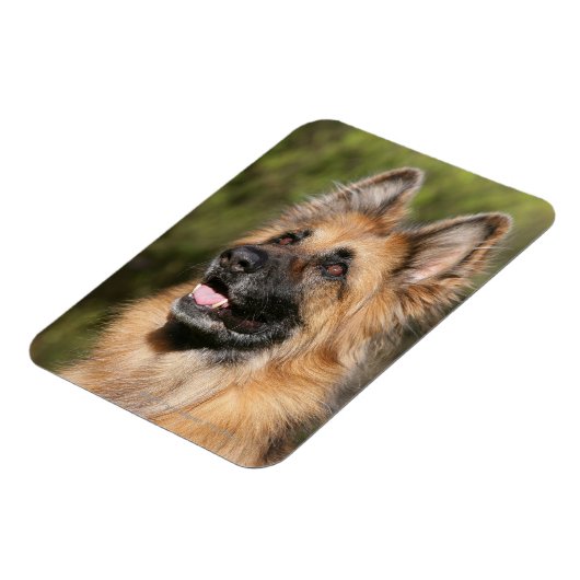 Langhaariger Deutscher Schäferhund 1 Magnet (Linke Seite)