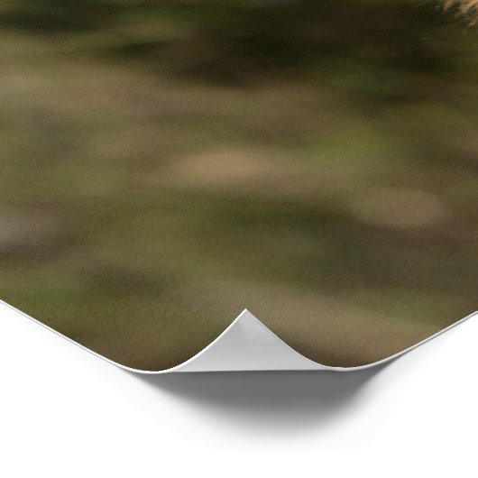 Langhaariger Deutscher Schäferhund 1 Poster (Ecke)