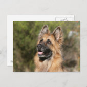 Langhaariger Deutscher Schäferhund 1 Postkarte (Vorne/Hinten)