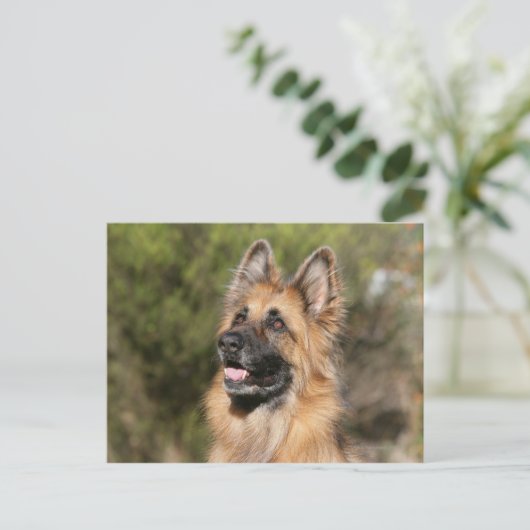 Langhaariger Deutscher Schäferhund 1 Postkarte (Stehend Vorderseite)