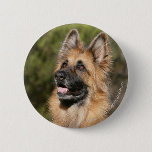 Langhaariger Schäferhund 1 Button