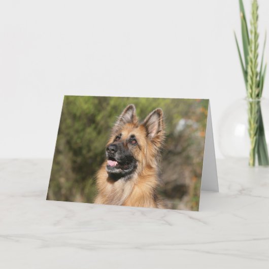 Langhaariger Schäferhund 1 Karte (Vorderseite)