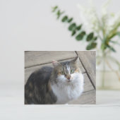 Langhaarkatze Postkarte (Stehend Vorderseite)
