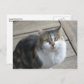 Langhaarkatze Postkarte (Vorne/Hinten)