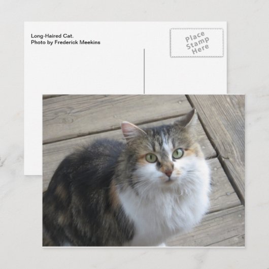 Langhaarkatze Postkarte (Vorne/Hinten)