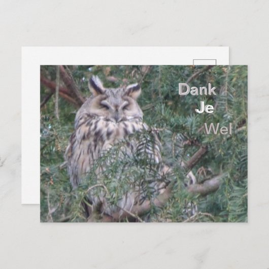 Langhaarkugel Danke, Postkarte (Vorne/Hinten)