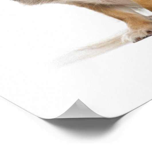 Langhaarküppchen Poster (Ecke)