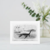 Langhackige Seeidechenkarte Postkarte (Stehend Vorderseite)