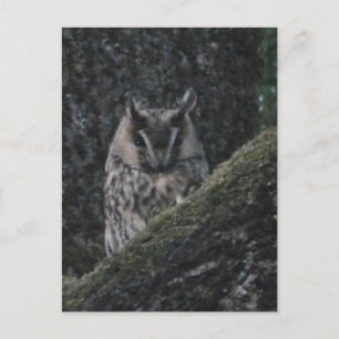 Langhahn in Bäumen Nahe bis DIY Postkarte