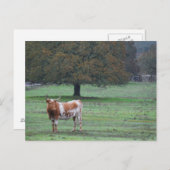 Langhorn-Kuh Postkarte (Vorne/Hinten)