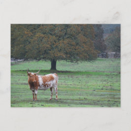 Langhorn-Kuh Postkarte