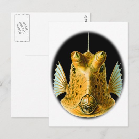 Langhornfisch Postkarte (Vorne/Hinten)