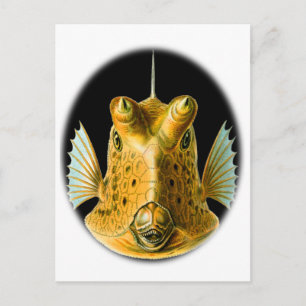 Langhornfisch Postkarte