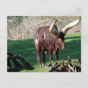 Langhornkuh 3 postkarte