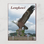 Langkawi Eagle Postkarte (Vorderseite)