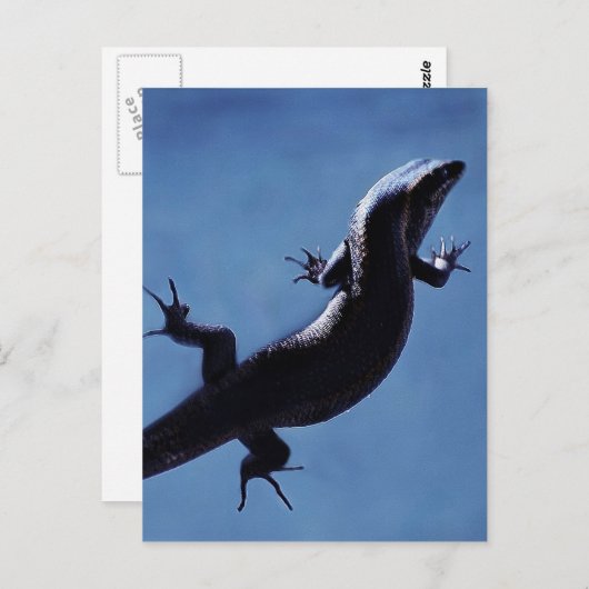 Langlebigkeit Postkarte (Vorne/Hinten)