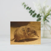 Langnasen, Kurz-Eared Shrew auf Sand Postkarte (Stehend Vorderseite)