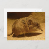 Langnasen, Kurz-Eared Shrew auf Sand Postkarte (Vorne/Hinten)