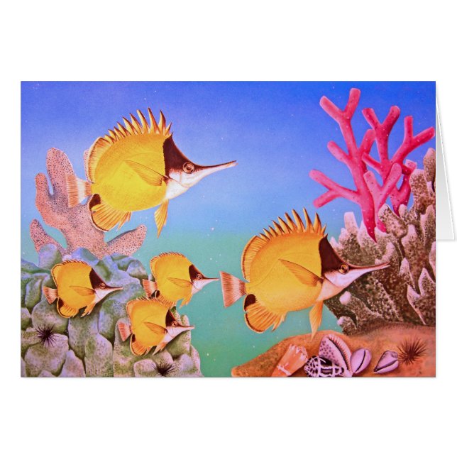 Langnasige Schmetterlings-Fische (Vorderseite (Horizontal))