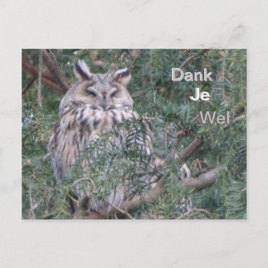 Langohren-Eule Dankeschön-Postkarte Postkarte (Vorderseite)