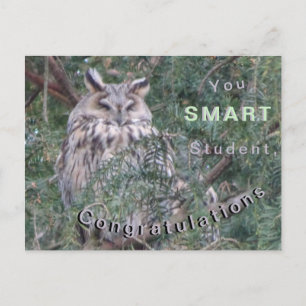 Langohreule Gratulations-Postkarte Postkarte