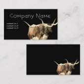 Langornkühe auf einer Ranch Visitenkarte (Vorne/Hinten)