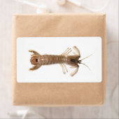 Langoustine (Insitu)