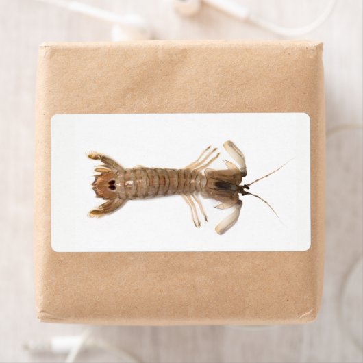 Langoustine (Insitu)