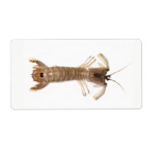 Langoustine (Vorne)