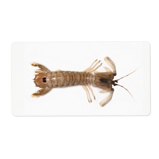 Langoustine (Vorne)