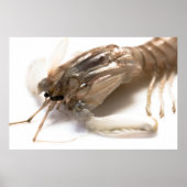 Langoustine Poster (Vorne)