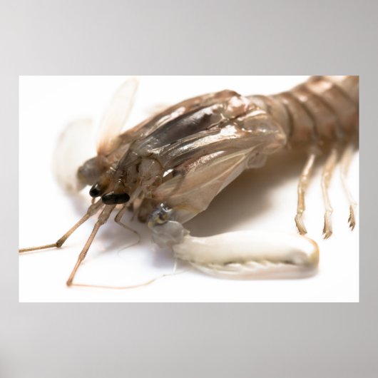 Langoustine Poster (Vorne)
