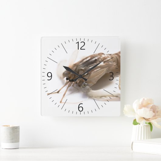 Langoustine Quadratische Wanduhr (Zuhause)