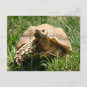 Langsam, aber konstant postkarte