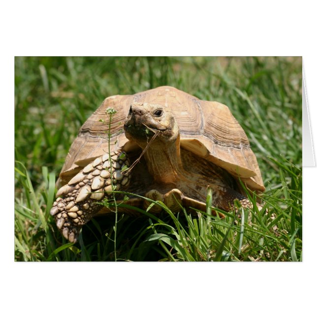 Langsam, aber stetig (Vorderseite (Horizontal))