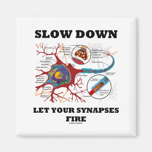 Langsam Lass deine Synapse Feuerneuron/Synapse Magnet (Vorne)