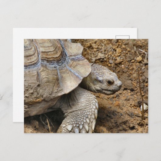 langsam postkarte (Vorne/Hinten)