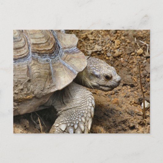 langsam postkarte (Vorderseite)