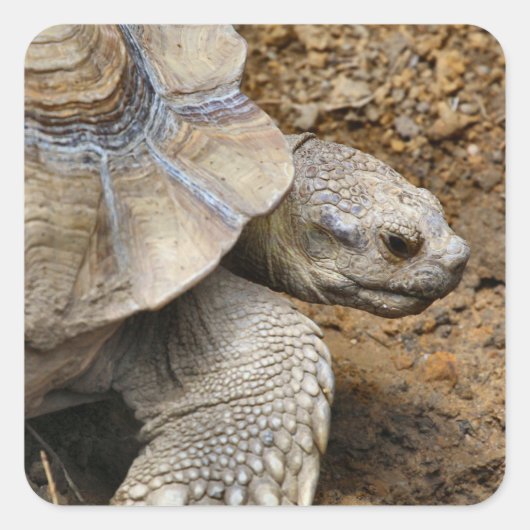 langsam quadratischer aufkleber (Vorderseite)