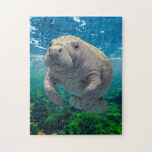 Langsame Abnahme und Drift für Inspiriert Manatee
