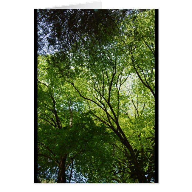 Langsame Hollow-Bäume (Vorne)