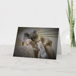 Langsame Tage, Karte