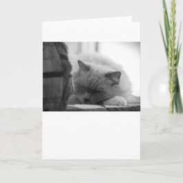 Langsame Tage, Karte