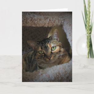 Langsame Tage, Karte