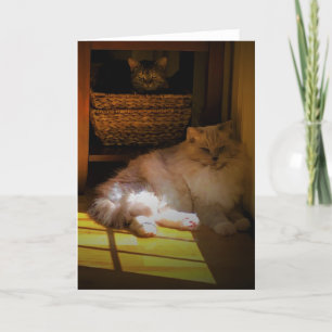 Langsame Tage, Karte