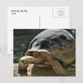 Langsames und stetiges Schildkartentablett Postkarte (Vorne/Hinten)