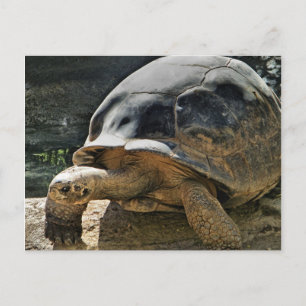 Langsames und stetiges Schildkartentablett Postkarte