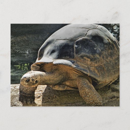 Langsames und stetiges Schildkartentablett Postkarte (Vorderseite)